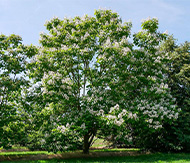 Catalpa speciosa