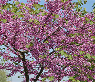 Cercis sinensis