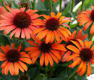 Echinacea