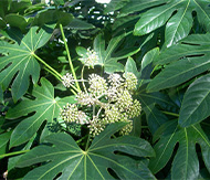 Fatsia japonica