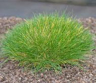 Festuca-gautiere