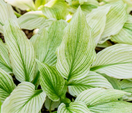 Hosta