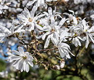 Magnolia stellata