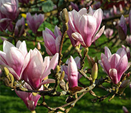 Magnolia x soulangeana