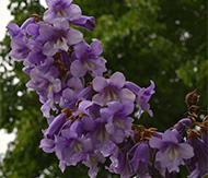 Paulownia-tomentosa