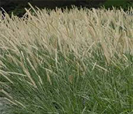 Pennisetum-macrourum