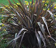 Phormium-cookianum