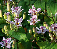 Tricyrtis formosana