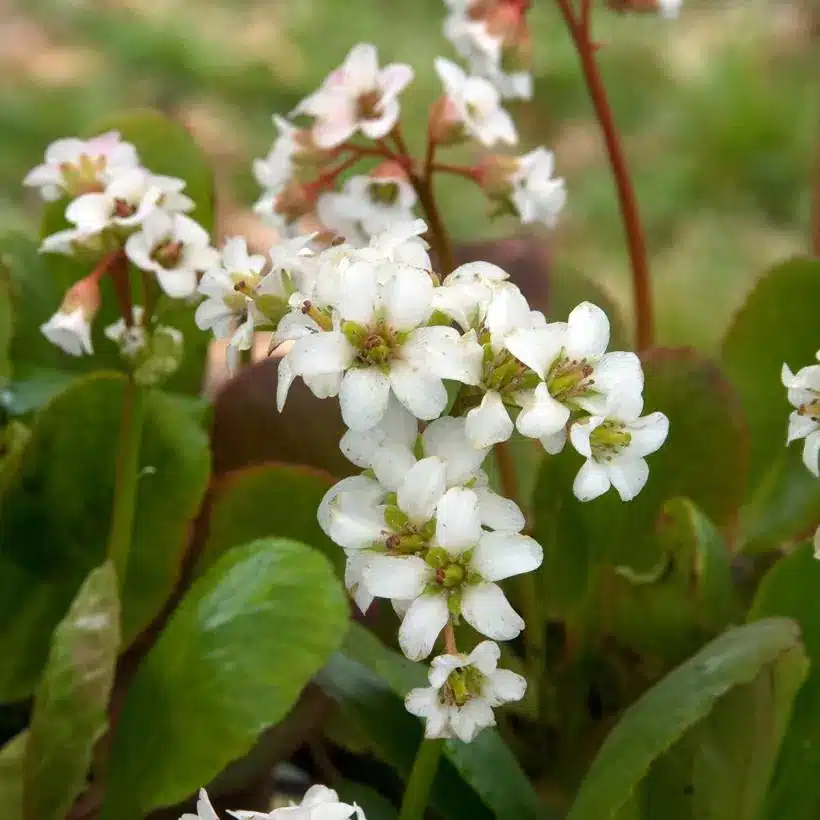 Bergenia