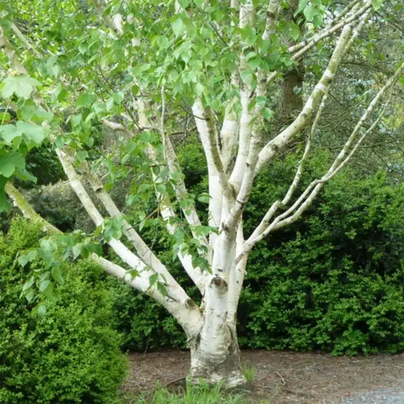 Betula utilis var. jacquemontii