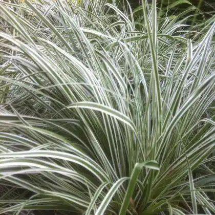 Carex oshimensis Everest