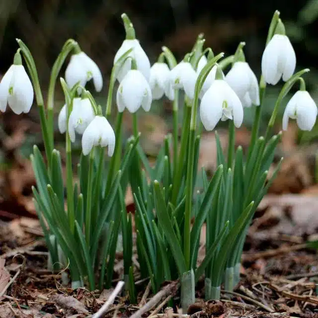 Galanthus