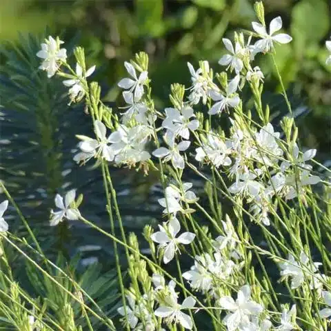 Gaura lindheimeri