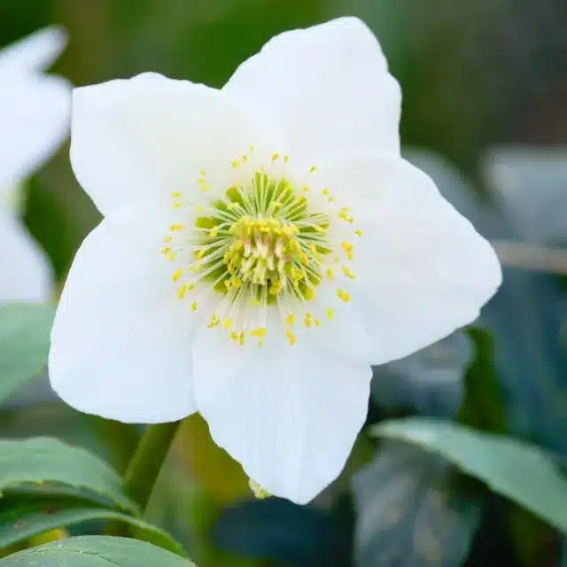 Helleborus macranthus