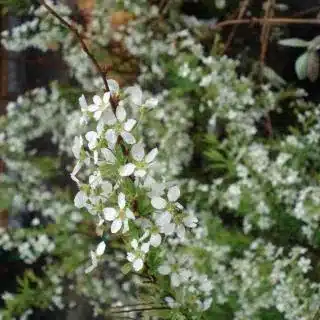 Spiraea thunbergii