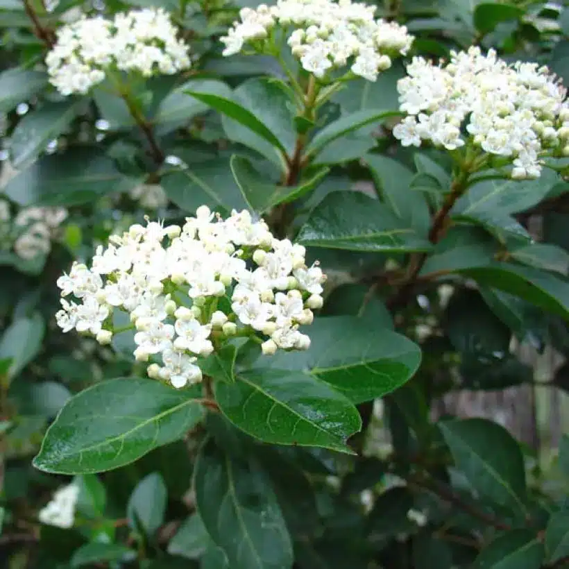 Viburnum tinus