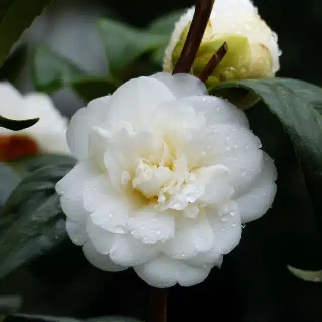 Camelia japonica