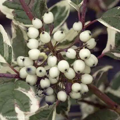 Cornus alba Sibirica Variegata