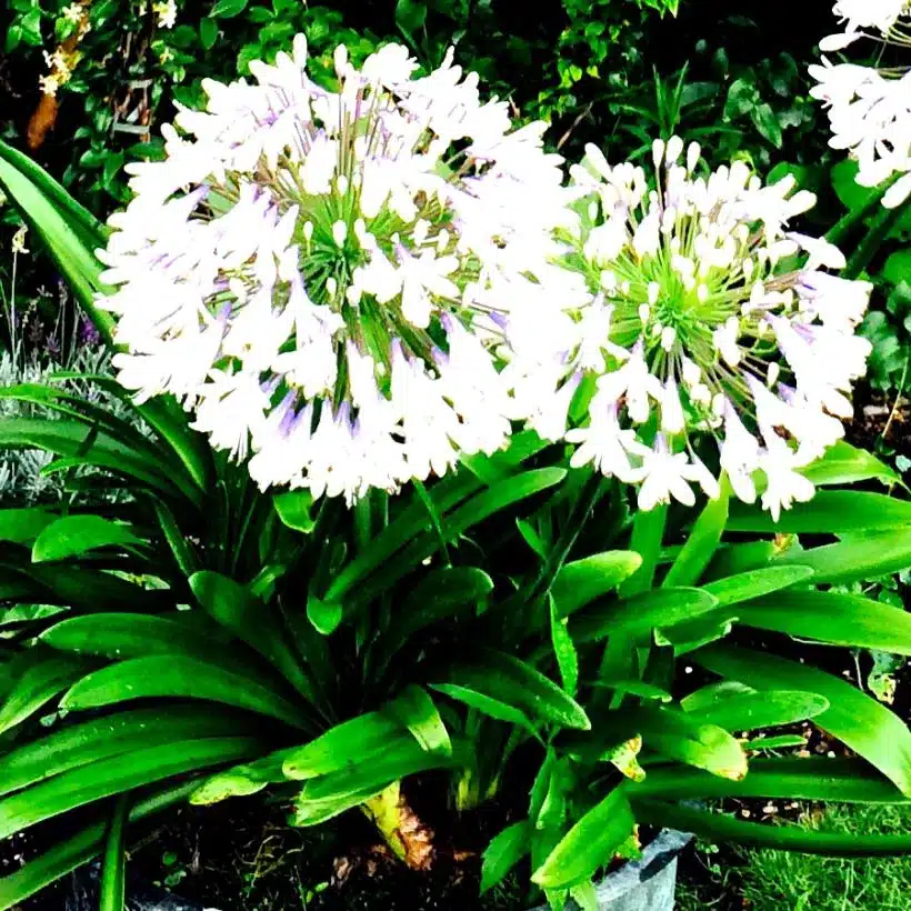 Agapanthus campanulatus