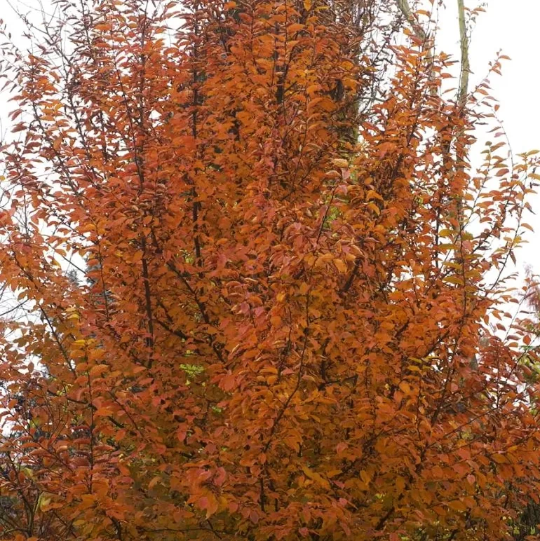 Carpinus betulus