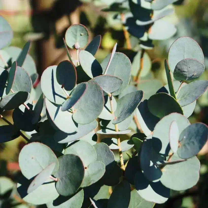 Eucalyptus gunnii