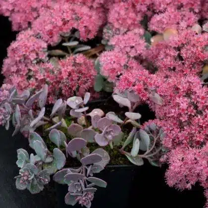 Sedum