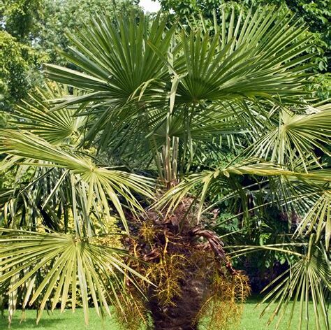 Trachycarpus fortunei