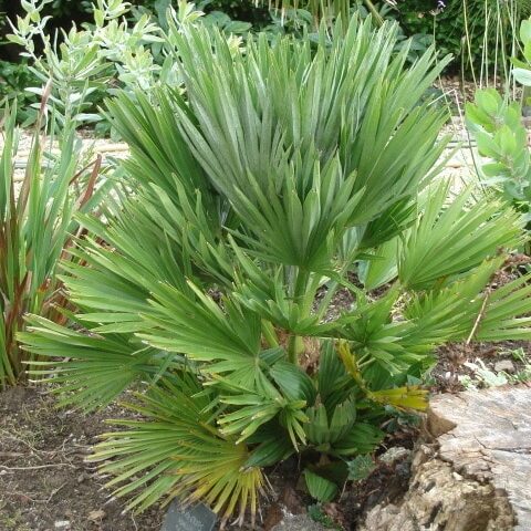 Chamaerops humilis