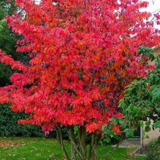 Parrotia persica