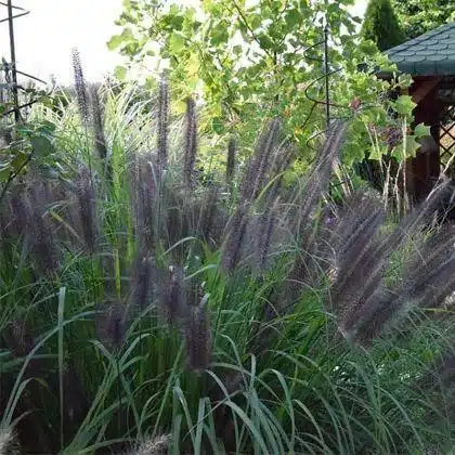 Pennisetum alopecuroides