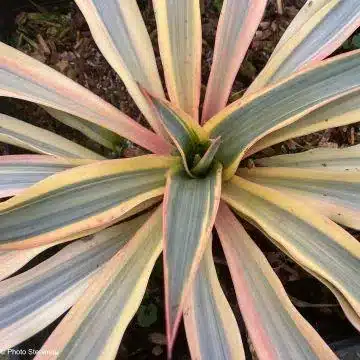 Yucca gloriosa