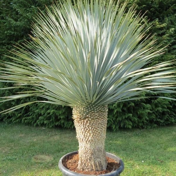 Yucca rostrata