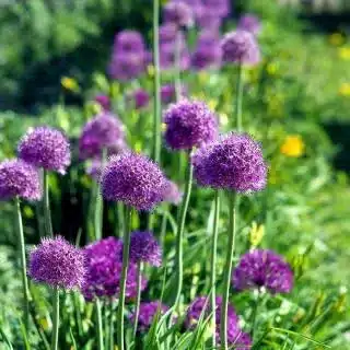 Allium