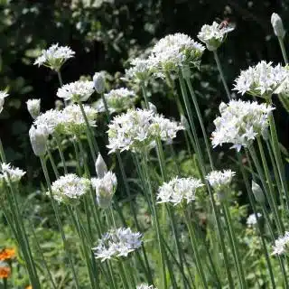 Allium