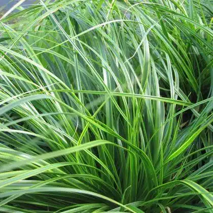 Carex oshimensis