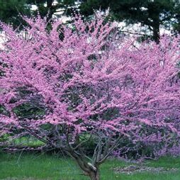 Cercis canadensis