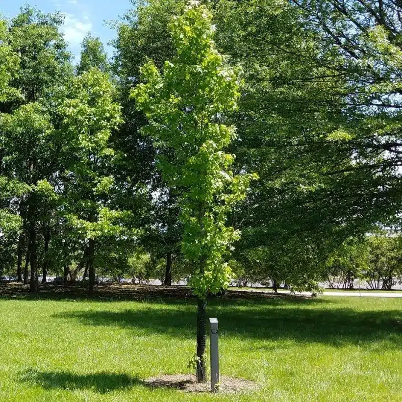 Liquidambar