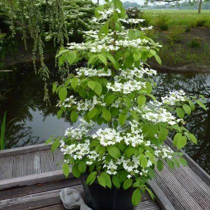 Viburnum plicatum